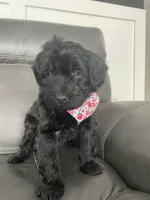 Cocoa, a female Whoodle for sale in El Paso, IL – Photo 3 of 4