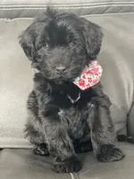 Cocoa, a female Whoodle for sale in El Paso, IL – Photo 1 of 4