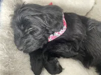 Cocoa, a female Whoodle for sale in El Paso, IL – Photo 4 of 4