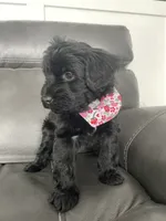 Cocoa, a female Whoodle for sale in El Paso, IL – Photo 2 of 4