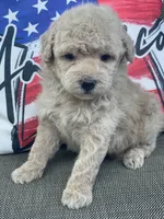 Libby , a female Poodle - Toy  for sale in El Paso, IL – 3 of 5