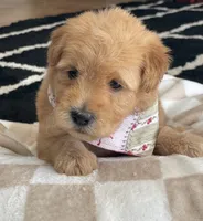 Sugar, a female Whoodle for sale in El Paso, IL – Photo 3 of 4