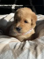 Sugar, a female Whoodle for sale in El Paso, IL – Photo 2 of 4