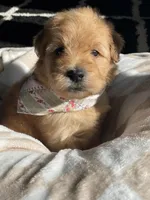 Sugar, a female Whoodle for sale in El Paso, IL – Photo 4 of 4