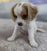 Lenny the Cavapoo , a male Cavapoo for sale in Irvine, CA – Photo 5 of 10