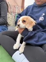 Lenny the Cavapoo , a male Cavapoo for sale in Irvine, CA – Photo 8 of 10