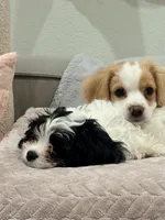 Lenny the Cavapoo , a male Cavapoo for sale in Irvine, CA – Photo 6 of 10