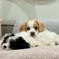 Lenny the cavapoo, a female Cavapoo for sale in Irvine, CA – Photo 2 of 10