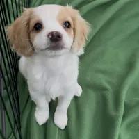 Lenny the cavapoo, a female Cavapoo for sale in Irvine, CA – Photo 10 of 10