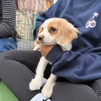 Lenny the cavapoo, a female Cavapoo for sale in Irvine, CA – Photo 8 of 10