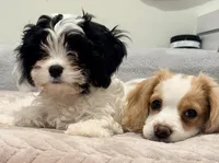 Lenny the cavapoo, a female Cavapoo for sale in Irvine, CA – Photo 3 of 10