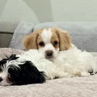 Lenny the cavapoo, a female Cavapoo for sale in Irvine, CA – Photo 1 of 10