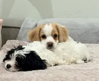 Lenny the cavapoo, a female Cavapoo for sale in Irvine, CA – Photo 1 of 10