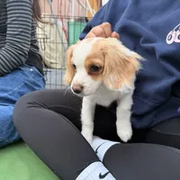 Lenny the cavapoo, a female Cavapoo for sale in Irvine, CA – Photo 6 of 10