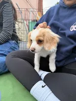 Lenny the cavapoo, a female Cavapoo for sale in Irvine, CA – Photo 6 of 10