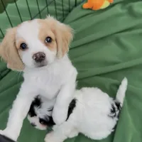 Lenny the cavapoo, a female Cavapoo for sale in Irvine, CA – Photo 9 of 10