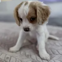 Lenny the cavapoo, a female Cavapoo for sale in Irvine, CA – Photo 4 of 10