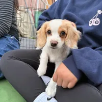 Lenny the cavapoo, a female Cavapoo for sale in Irvine, CA – Photo 7 of 10