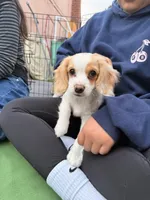 Lenny the cavapoo, a female Cavapoo for sale in Irvine, CA – Photo 7 of 10