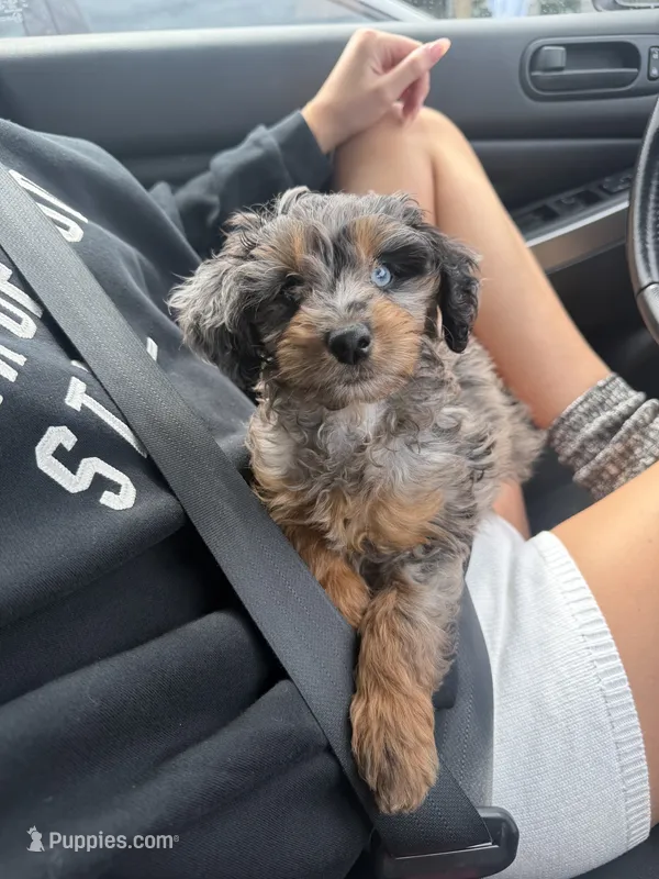 Smokey Blu – Poodle - Miniature , Miniature Bernedoodle puppy for sale in Irvine, CA
