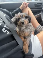 Smokey Blu, a female Poodle - Miniature  and Miniature Bernedoodle for sale in Irvine, CA – 1 of 10