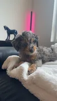Smokey Blu, a female Poodle - Miniature  and Miniature Bernedoodle for sale in Irvine, CA – 2 of 10
