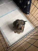Smokey Blu, a female Poodle - Miniature  and Miniature Bernedoodle for sale in Irvine, CA – 4 of 10