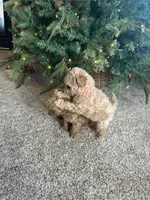 Poppi (pinky), a female Poodle - Toy  for sale in Irvine, CA – Photo 10 of 10