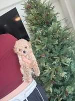 Poppi (pinky), a female Poodle - Toy  for sale in Irvine, CA – Photo 6 of 10