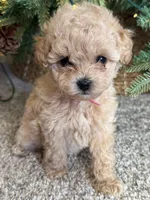 Poppi (pinky), a female Poodle - Toy  for sale in Irvine, CA – Photo 3 of 10