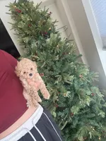 Poppi (pinky), a female Poodle - Toy  for sale in Irvine, CA – Photo 9 of 10