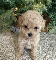 Poppi (pinky), a female Poodle - Toy  for sale in Irvine, CA – Photo 2 of 10