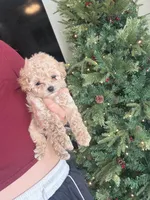 Poppi (pinky), a female Poodle - Toy  for sale in Irvine, CA – Photo 8 of 10