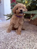 Violet toy Maltipoo, a female Poodle - Toy  for sale in Irvine, CA – Photo 5 of 7