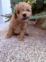 Violet toy Maltipoo, a female Poodle - Toy  for sale in Irvine, CA – Photo 6 of 7