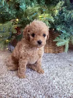 Violet toy Maltipoo, a female Poodle - Toy  for sale in Irvine, CA – Photo 1 of 7