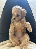 Violet toy Maltipoo, a female Poodle - Toy  for sale in Irvine, CA – Photo 7 of 7