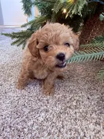 Violet toy Maltipoo, a female Poodle - Toy  for sale in Irvine, CA – Photo 3 of 7
