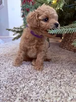 Violet toy Maltipoo, a female Poodle - Toy  for sale in Irvine, CA – Photo 4 of 7