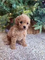 Violet toy Maltipoo, a female Poodle - Toy  for sale in Irvine, CA – Photo 2 of 7