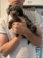 Smokey Blu, a female Poodle - Miniature  and Miniature Bernedoodle for sale in Irvine, CA – 5 of 10