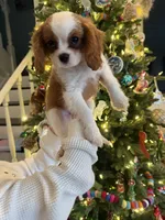 processed/f0ac29fa-6c7e-403b-b9a0-f95afb21164a/listing/71da9430-1b1a-454d-b95b-e1bae5d86a99/639acc3f-4ae6-45b2-90d7-4d2080e0b524