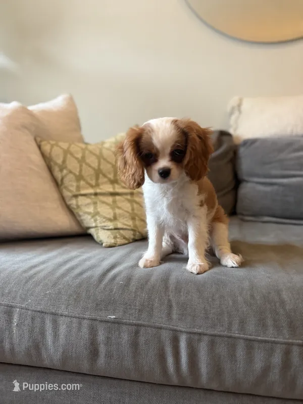 Georgie King Charles