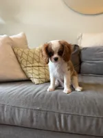 processed/f0ac29fa-6c7e-403b-b9a0-f95afb21164a/listing/71da9430-1b1a-454d-b95b-e1bae5d86a99/8b8ae6bd-1359-4618-b6c3-20c0c1c08772