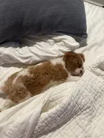 processed/f0ac29fa-6c7e-403b-b9a0-f95afb21164a/listing/71da9430-1b1a-454d-b95b-e1bae5d86a99/92709496-6c6c-4aa3-b95d-e329daf9b314