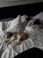 processed/f0ac29fa-6c7e-403b-b9a0-f95afb21164a/listing/71da9430-1b1a-454d-b95b-e1bae5d86a99/b5281d17-525c-42fb-9888-ef7415aa2092