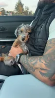 Smokey Blu, a female Poodle - Miniature  and Miniature Bernedoodle for sale in Irvine, CA – 3 of 10