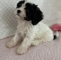 Leo the cavapoo, a male Cavapoo for sale in Irvine, CA – Photo 4 of 9