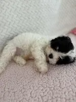 Leo the cavapoo, a male Cavapoo for sale in Irvine, CA – Photo 8 of 9