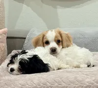 Leo the cavapoo, a male Cavapoo for sale in Irvine, CA – Photo 2 of 9